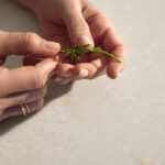 Close-up of hands over a Caesarstone Brillianza kitchen island worktop